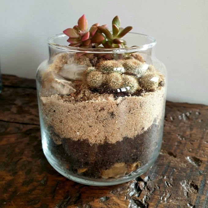 bocal-terrarium-ticano