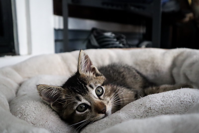 coussin-chat